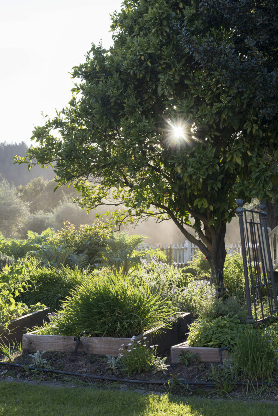 In spring and summer, the farm is alive with the buzz of pollinating bees and the purr of hummingbird wings. (Maggie Preston)