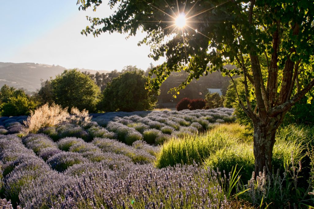 Lavender fields at Matanzas Creek Winery in Santa Rosa. (Matanzas Creek Winery)