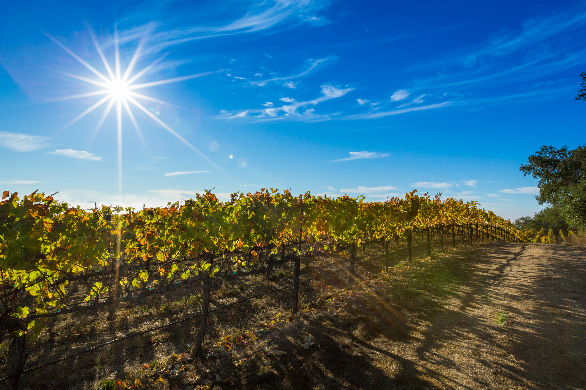 Sonoma County winery Notre Vue