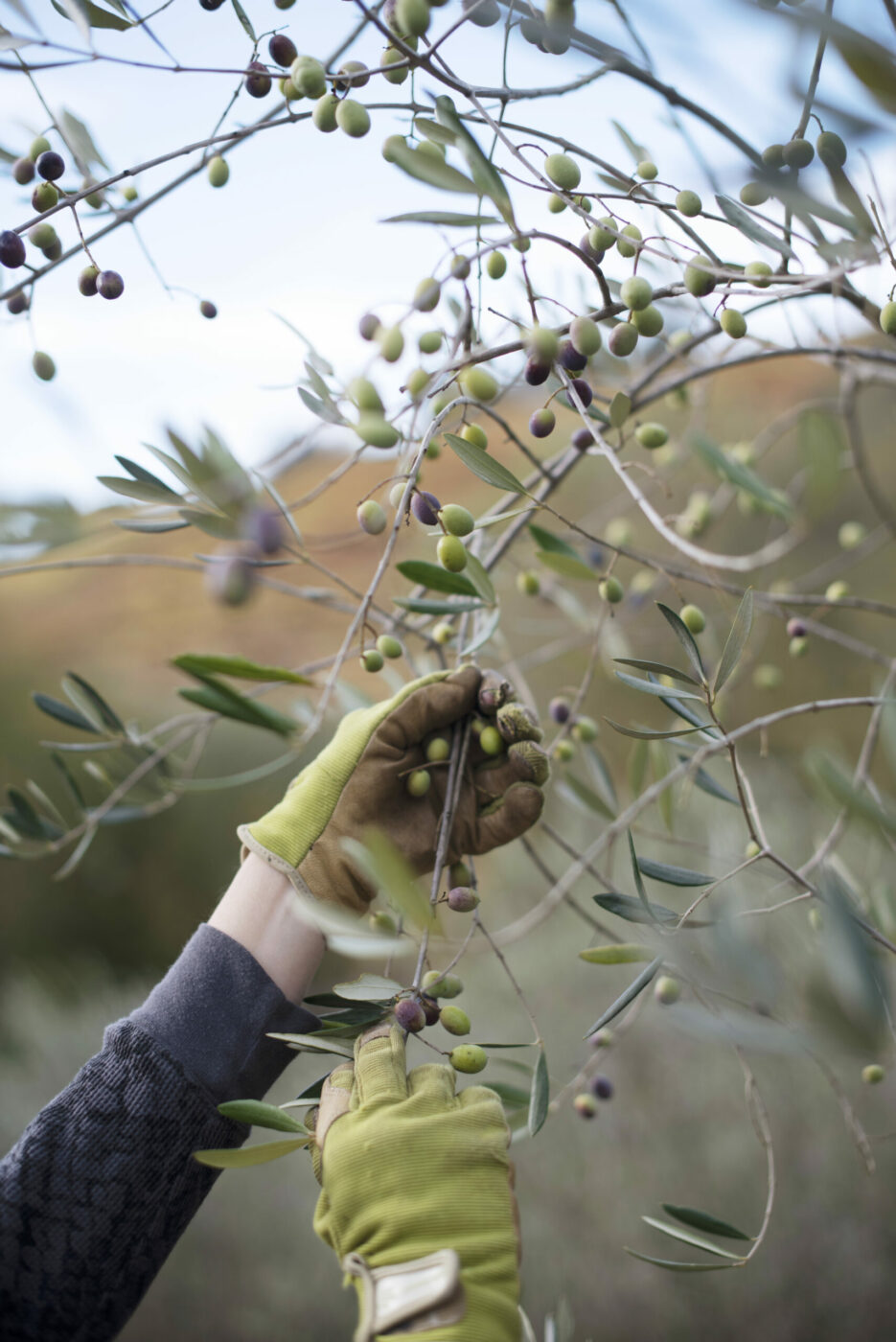 Molly Jackal volunteered to help pick olives during olive harvest at Baker Lane Vineyards in Sebastopol, Nov. 8, 2018. (Erik Castro/for Sonoma Magazine)