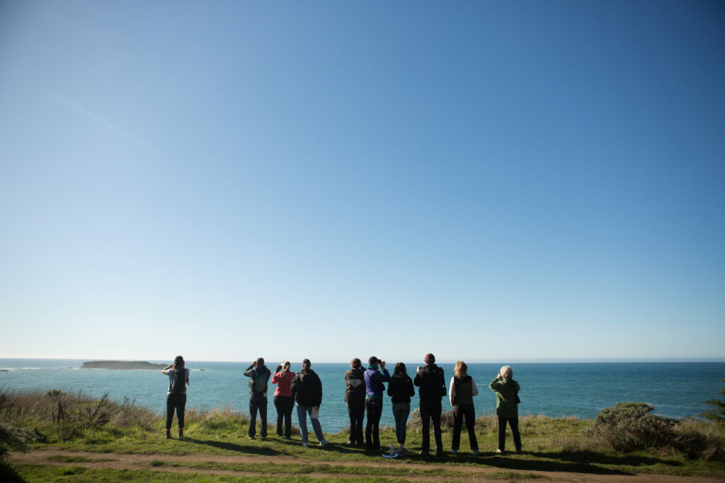 Whale watching at Gualala Point Regional Park on the Sonoma Coast. (Sonoma County Tourism)