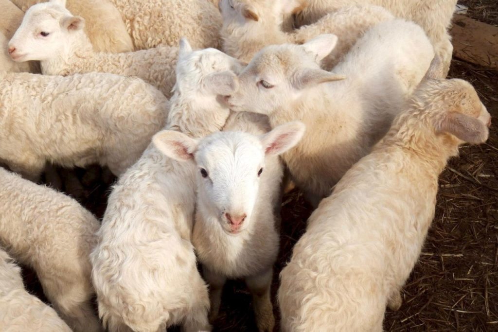 Sonoma County Animal Farms, Petting Zoos and Wildlife Preserves for Springtime Fun