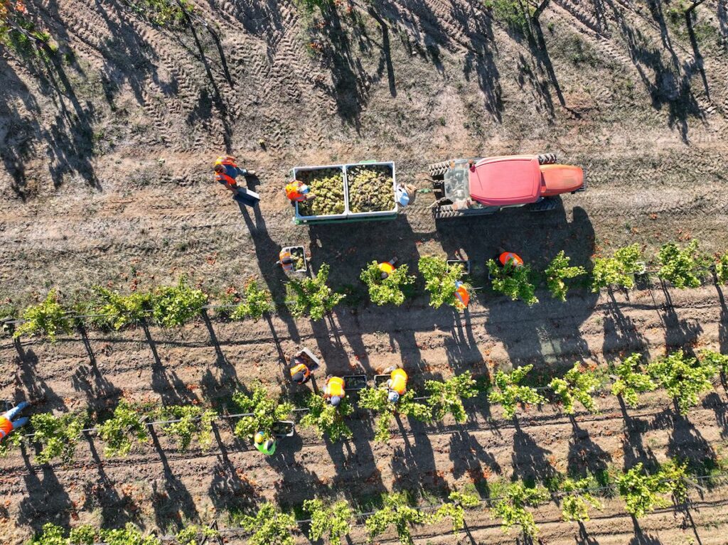 Rossi Ranch vineyard Kenwood