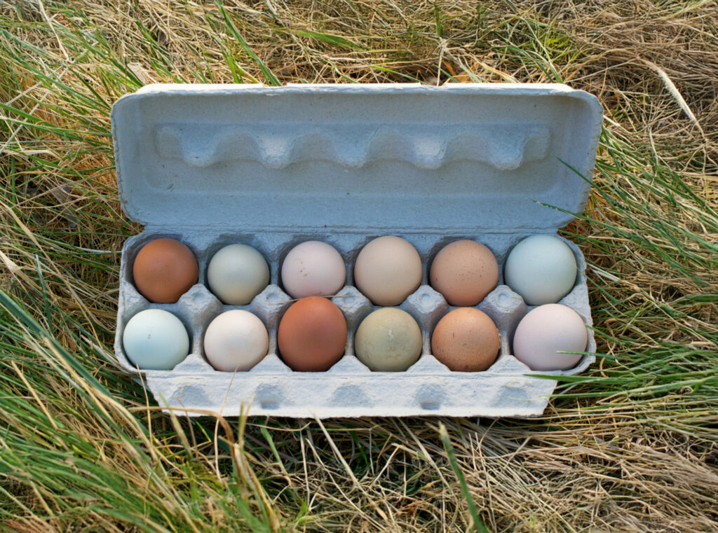 A dozen unwashed free-range chicken eggs in open carton, on partly brown grass, viewed from above. (AlessandraRC / Shutterstock)
