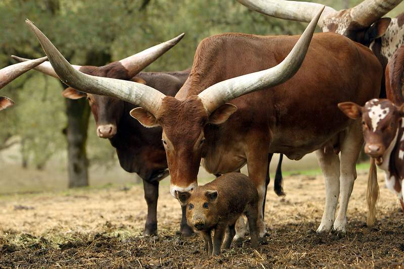 A wild pig in Santa Rosa