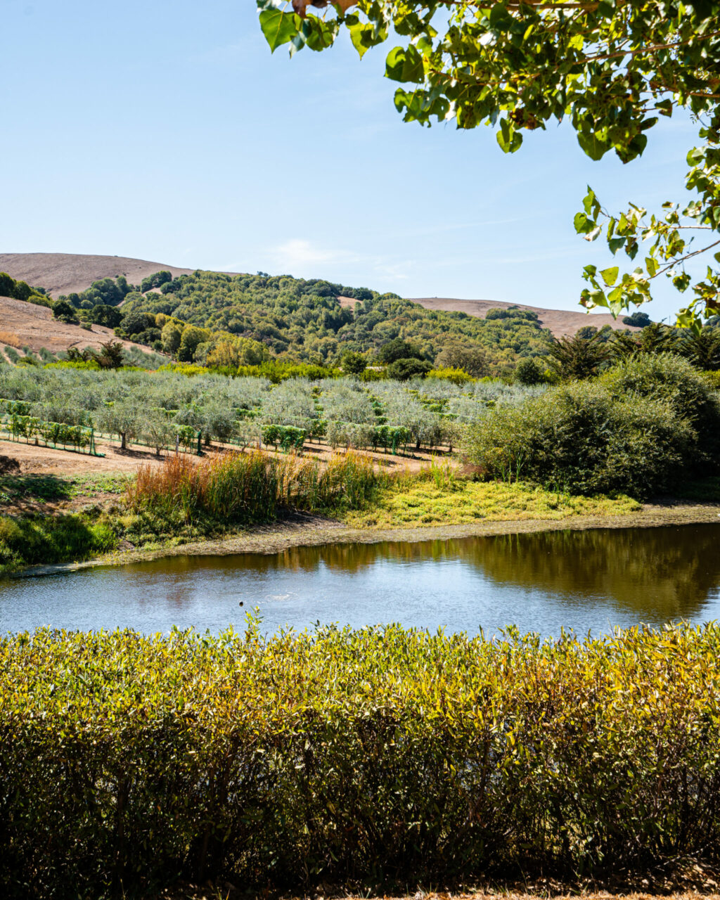 Views from McEvoy Ranch in Petaluma. (Shwetha Kotekar/Sonoma County Tourism)