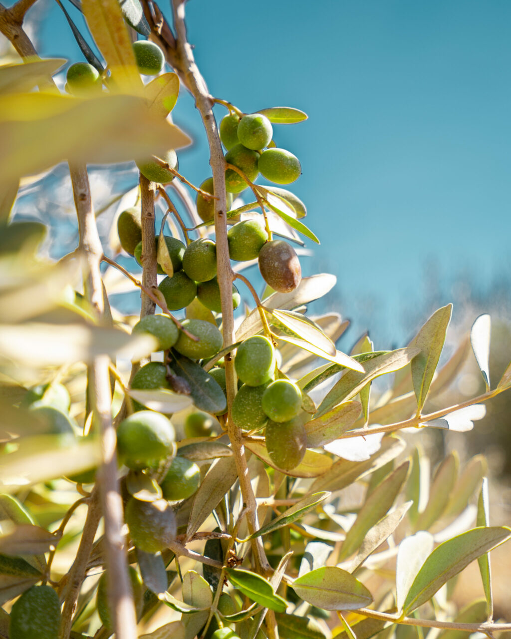 Olives at McEvoy Ranch in Petaluma. (Shwetha Kotekar/Sonoma County Tourism)