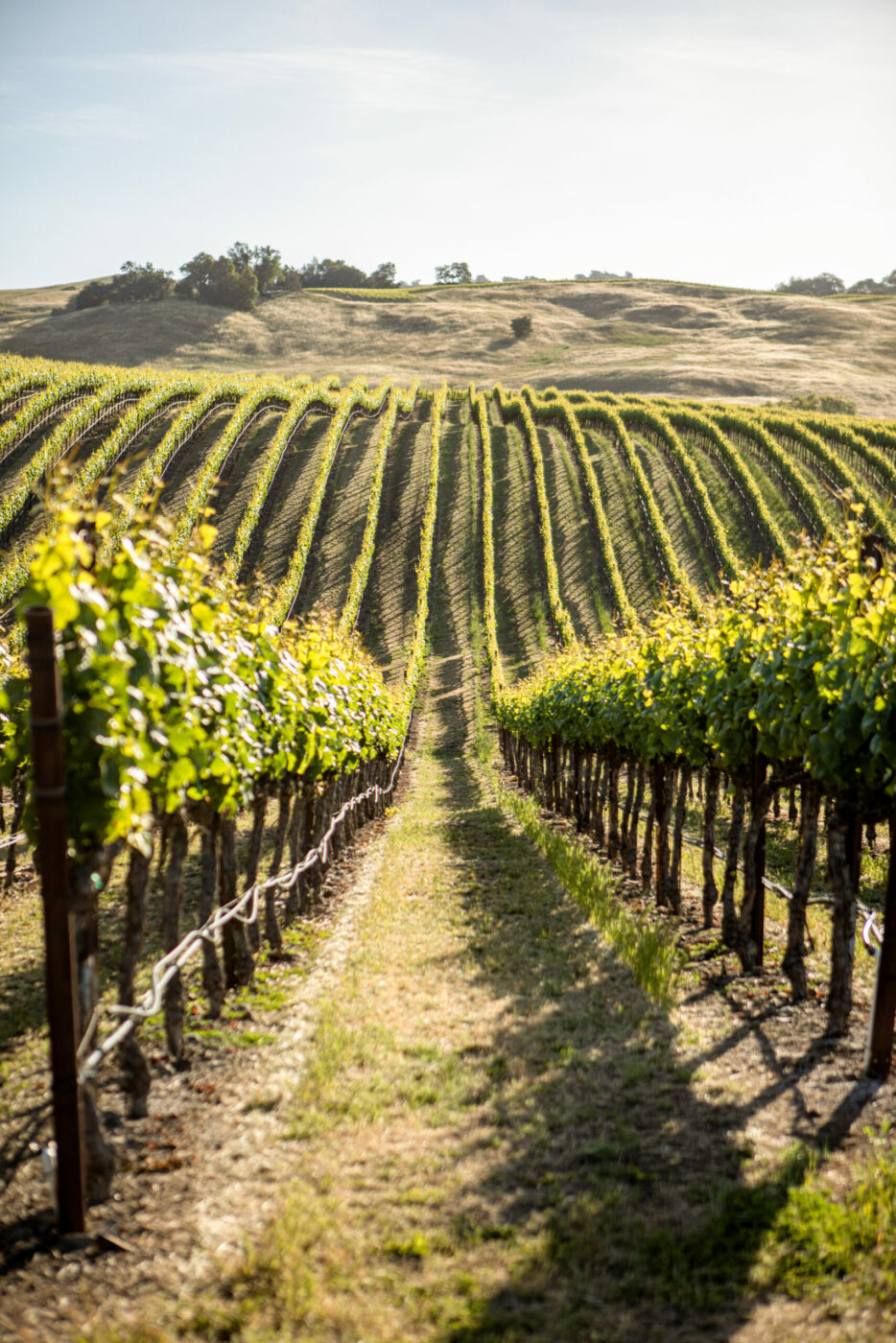 Gap's Crown vineyard northeast of Penngrove. (Dan Quiñones/Courtesy Three Sticks Wines)